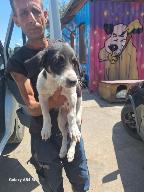 მეტისი ლილოს გზა