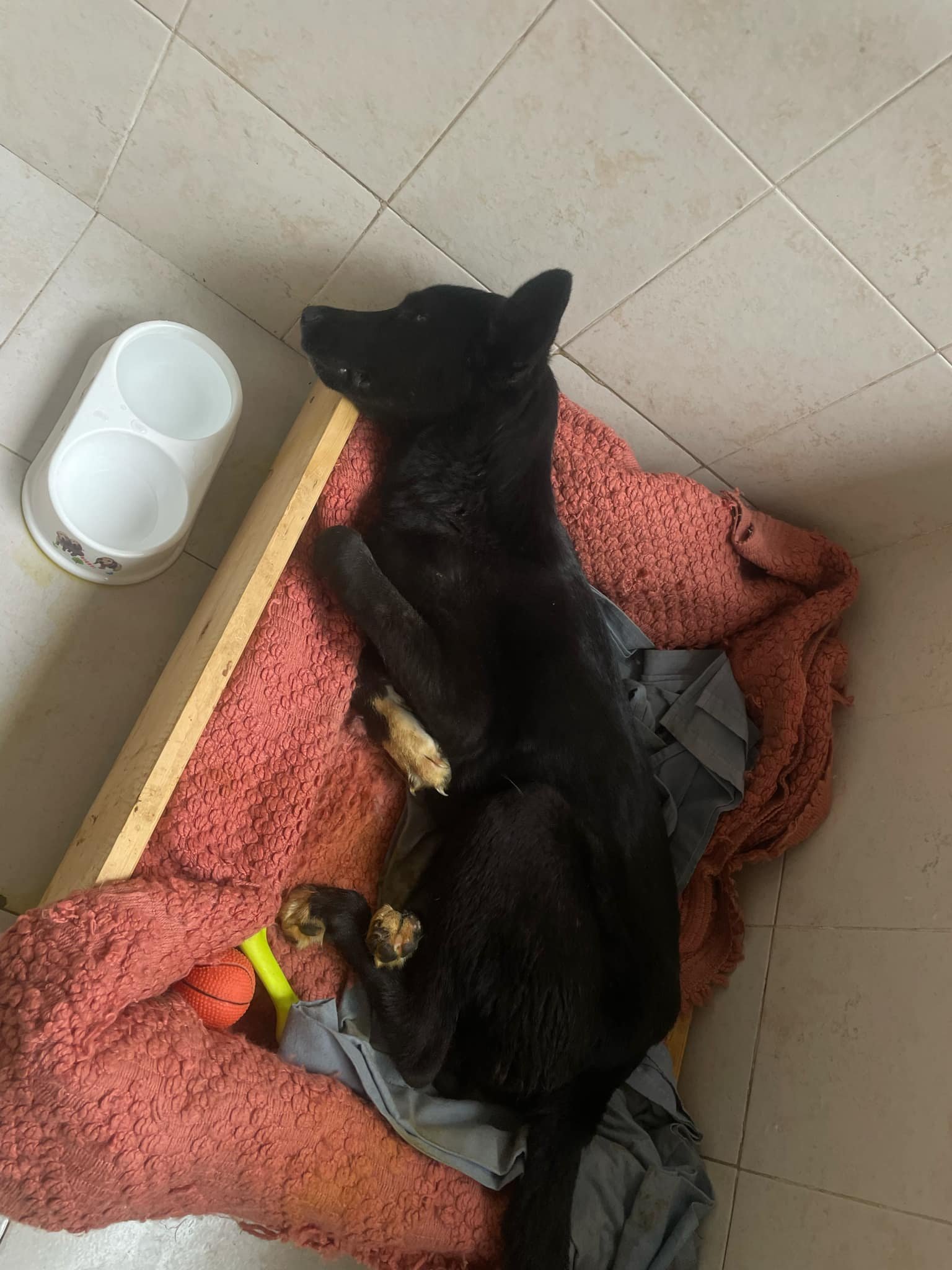 მეტისი. ვარკეთილი