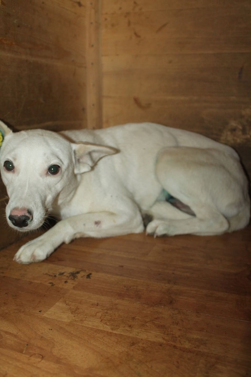 მეტისი უსახელო