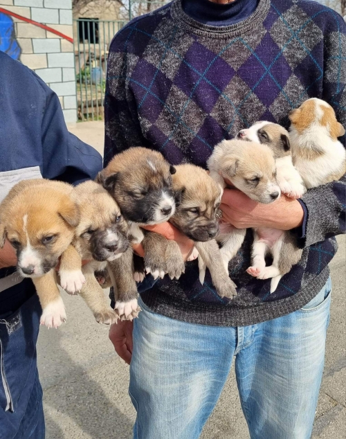 მეტისი თბილისის ზღვა