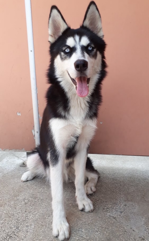 ლაიკა ევა