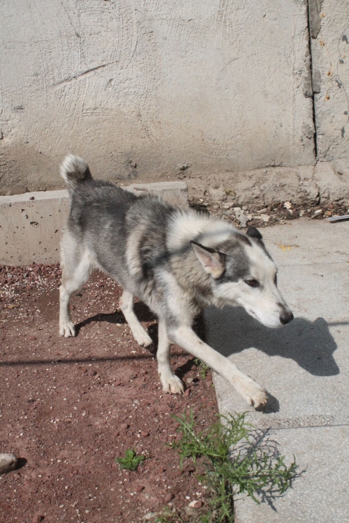 ლაიკა უსახელო