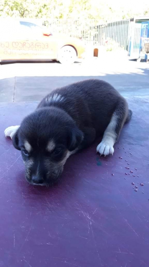 მეტისი უსახელო