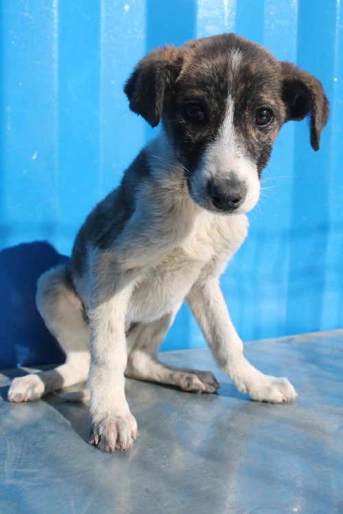 მეტისი უსახელო