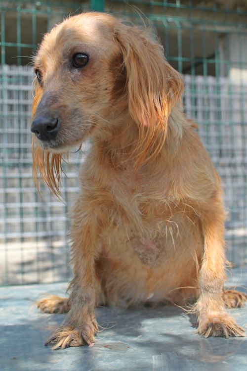 სპანიელის მეტისი უსახელო