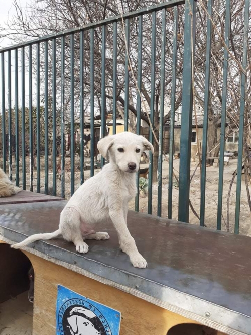 მეტისი უსახელო