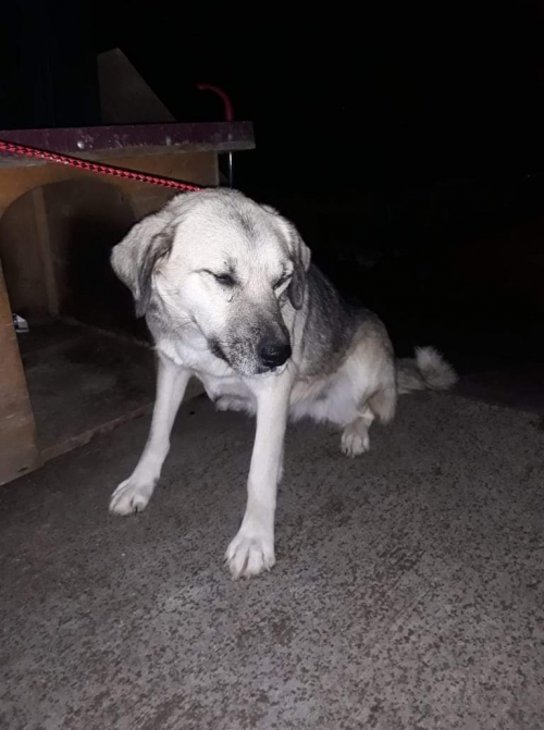 მეტისი უსახელო