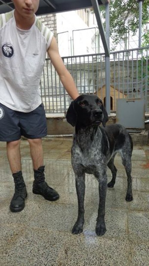 პოინტერი უსახელო