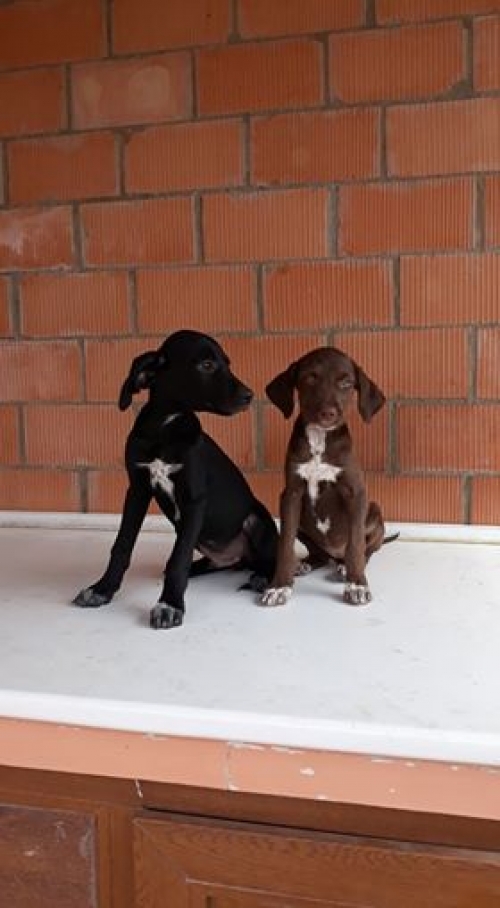 მეტისი უსახელო