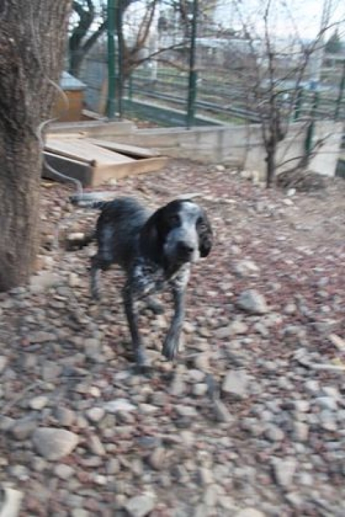 სეტერი უსახელო