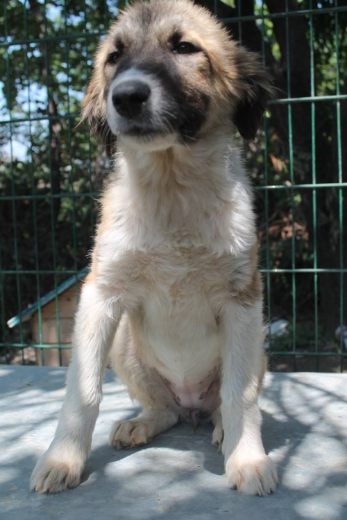 მეტისი უსახელო