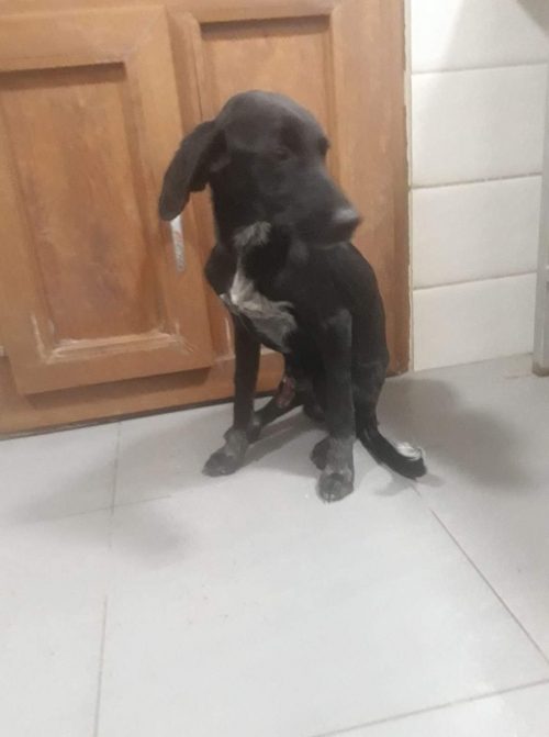 მეტისი უსახელო