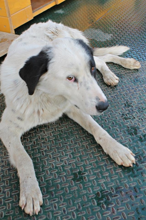 მეტისი უსახელო