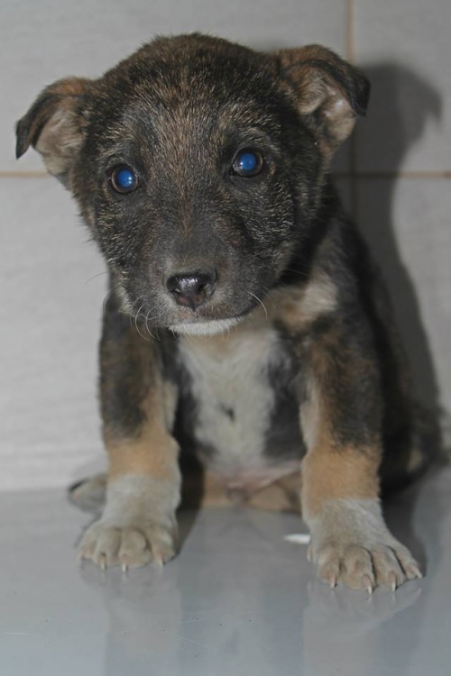 მეტისი სერი