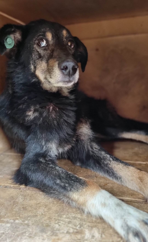 მეტისი ვარკეთილი