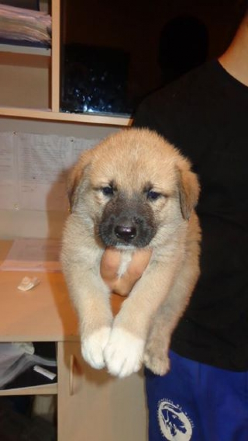 ქართული ქოფაკი უსახელო