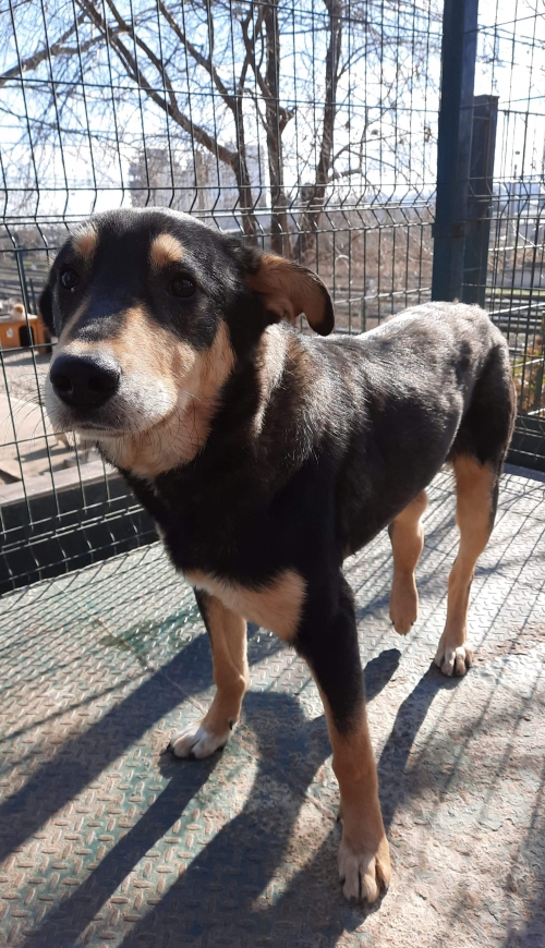 მეტისი უსახელო