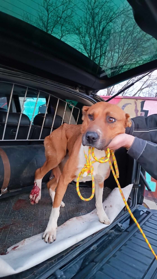 მეტისი ყაზბეგი