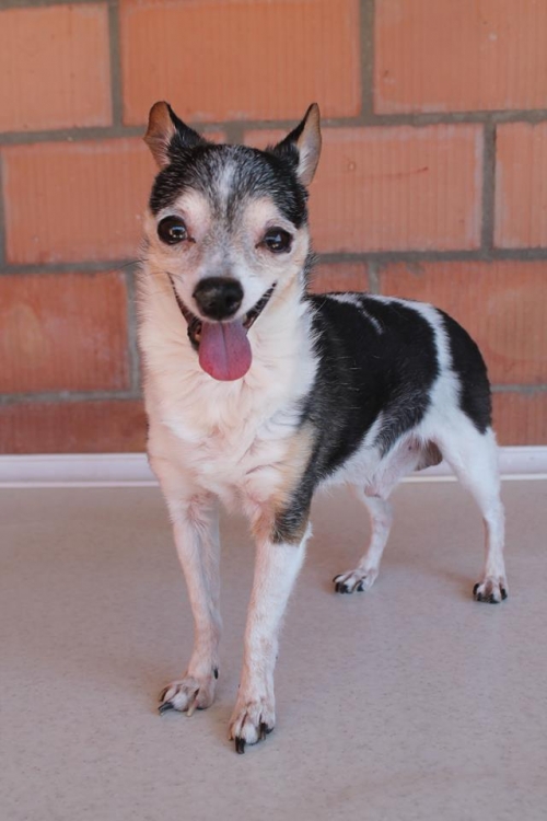 ტოი ტერიერ რიკი