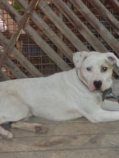 პიტი უსახელო