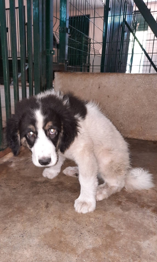 ქართული ქოფაკი მარნეული