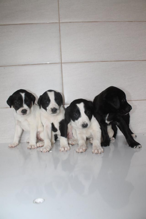 მეტისის ლეკვები უსახელო