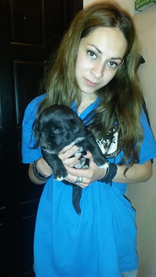 ლაბრადორის მეტისი უსახელო