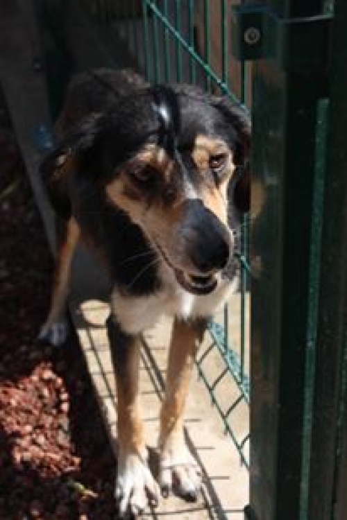 მეტისი კოკი