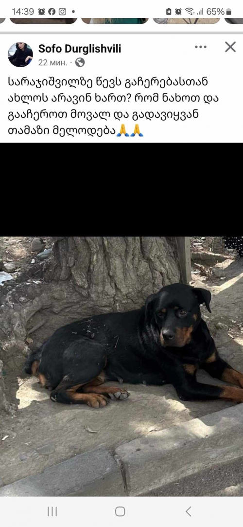 როტვეილერი სარაჯიშვილის მეტრო