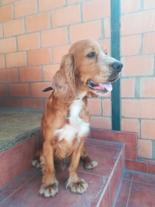 კოკერსპანიელი ვაზისუბანი ჰუალინგ ცენტრთან ნაპოვნი