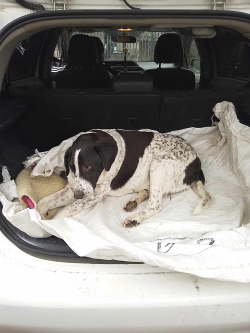 მეტისი ბსთურა გლდანის ბაზარი