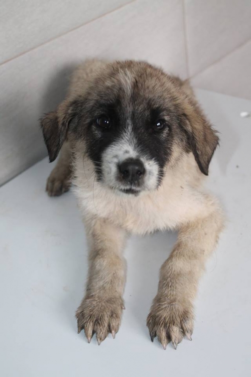 მეტისი უსახელო