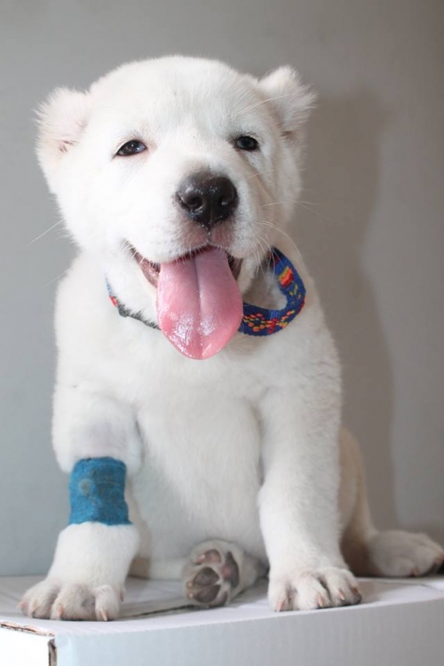 ქართული ნაგაზი ბუტა