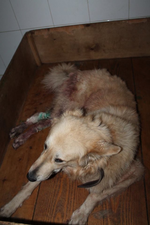 ლაიკის მეტისი ები