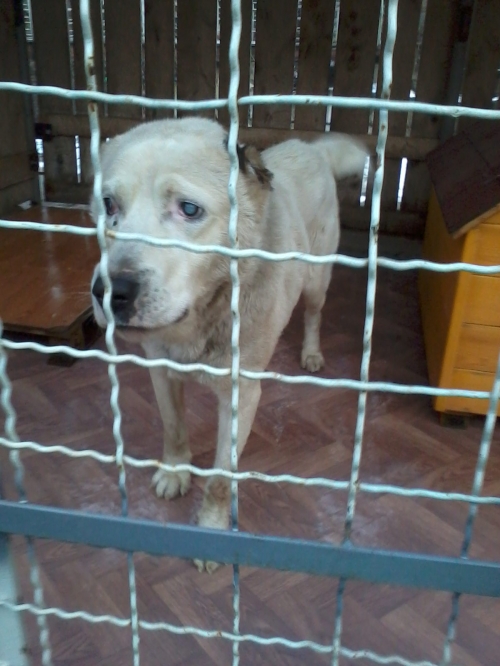 ქართული ნაგაზი ბოთა