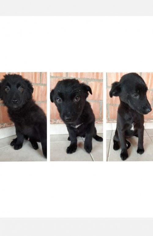 მეტისი წყნეთი