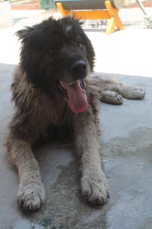 ქართული ნაგაზი უსახელო