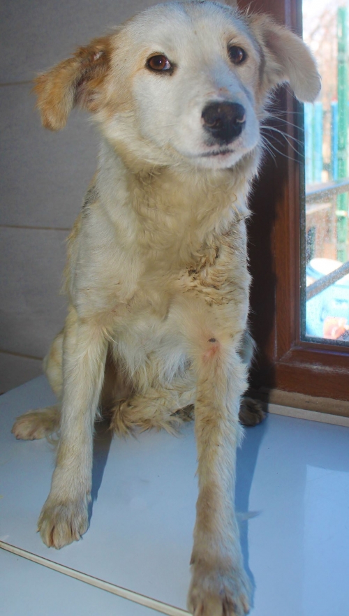 მეტისი უსახელო