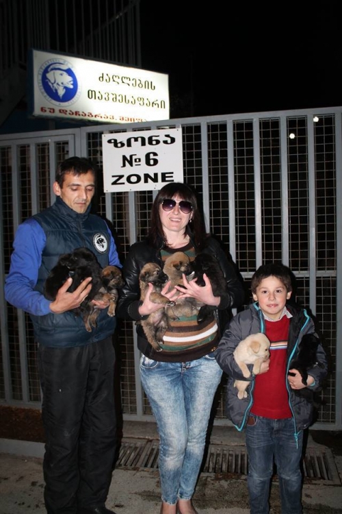 მეტისის ლეკვები უსახელო