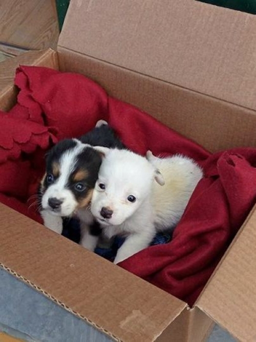 მეტისის ლეკვები უსახელო