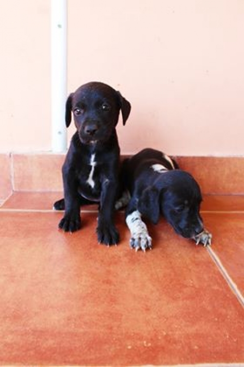 მეტისი უსახელო