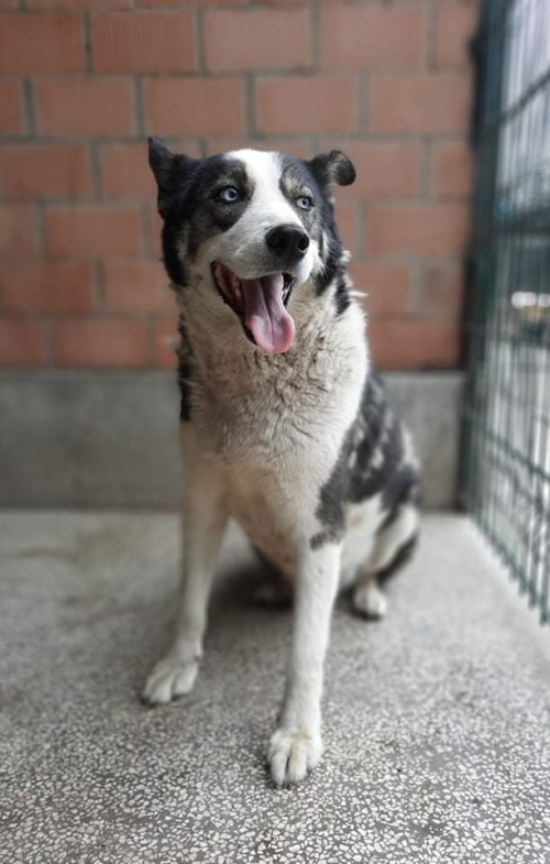 ლაიკა ლილოს დასახლება