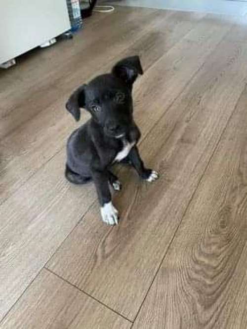 მეტისი საბურთალოზე ნაპოვნი