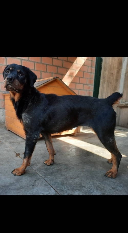 როტვეილერი ქ.რუსთავი მოიყვანა ეთუნა კაპანაძე