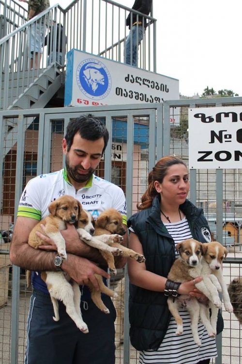 მეტისის ლეკვები უსახელო