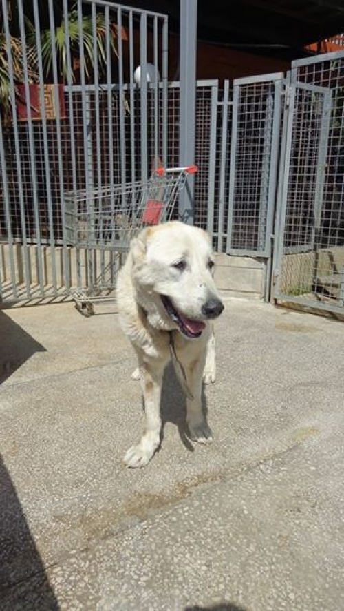 ქართული ნაგაზი უსახელო