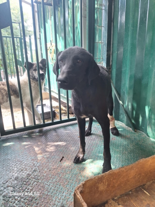 მეტისი ,მისაქციელი