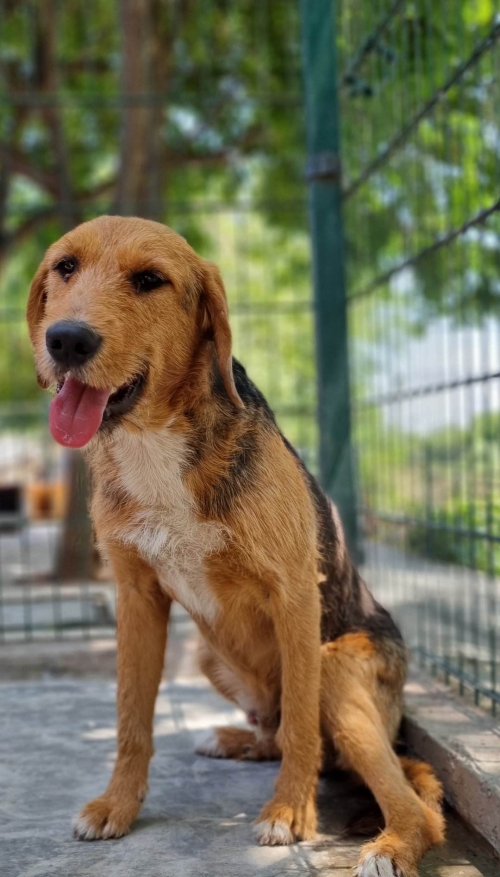 მეტისი გორგასალის ქუჩა