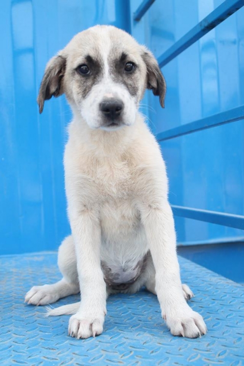 მეტისი უსახელო