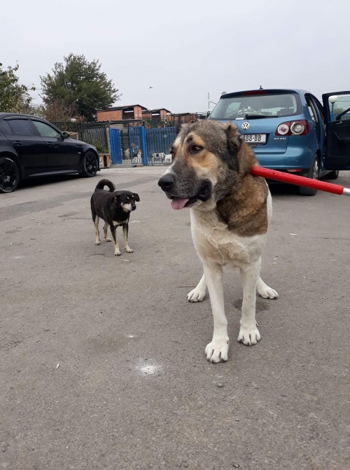 ქართული ნაგაზი ბომბორა